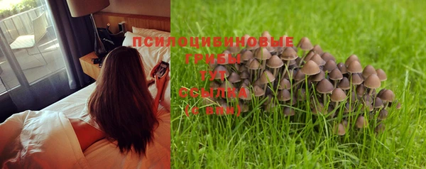 PSILOCYBIN Волосово